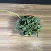 plant/Peperomia Burbella 4”-1-thumbnail