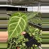 plant/Anthurium silver blush x papillilaminum starter plant growers choice-1-thumbnail