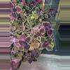 plant/Coleus cuttings only NOT yet rooted-0-thumbnail