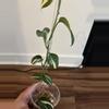 plant/Scindapsus Blue Albo-3-thumbnail