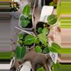plant/SKG Grey Bench x Tims Black 1 seedling-1-thumbnail