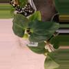 plant/FSRL x Dress Carla BVEP-0-thumbnail