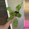 plant/Spathiphyllum Mint-1-thumbnail