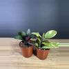 plant/Waffle 2pc Bundle - grower’s choice-0-thumbnail