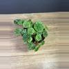 plant/Peperomia Emerald Ripple 4”-0-thumbnail