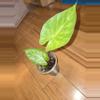 plant/Alocasia Imperial Red-0-thumbnail