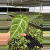 plant/Anthurium silver blush x papillilaminum starter plant growers choice-2-thumbnail