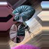 plant/Alocasia Pink Serendipity CORM-2-thumbnail