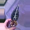 plant/Aurea Alocasia Amazonica-0-thumbnail