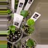 plant/RLFS x RLFS x Forgetti 1 seedling starter-0-thumbnail