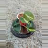 plant/Philodendron Gabby #182-1-thumbnail
