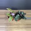 plant/Waffle 2pc Bundle - grower’s choice-2-thumbnail