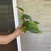plant/Epiprenum Pinnatum Albo-0-thumbnail