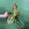 plant/Aglaonema orange stardust-0-thumbnail