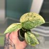 plant/Scindapsus Halimoon-0-thumbnail