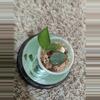 plant/Hoya Nummularioides #180-1-thumbnail
