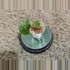 plant/Syngonium NOID baby #184-0-thumbnail