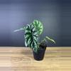 plant/Alocasia Sinuata - Quilted Dreams 4” - grower’s choice-0-thumbnail