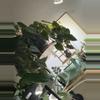 plant/Philodendron Branditianum 6” pot-0-thumbnail