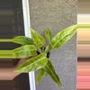 plant/Caulkins gold Philodendron-0-thumbnail