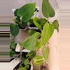 plant/Ree pap x pap RA18-1-thumbnail