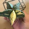 plant/variegated Astrophytum myriostigma-0-thumbnail