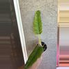 plant/Philodendron Giganteum-0-thumbnail