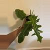plant/Bob Cee Philodendron-1-thumbnail