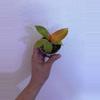 plant/Prince of Orange philodendron-0-thumbnail