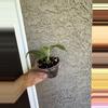 plant/Philodendron Camposportoanum-1-thumbnail