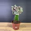 plant/Euphorbia Lactea Cristata/ Mermaid Tail 4” 1796-0-thumbnail