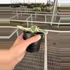 plant/Variegated Fiddle leaf fig “ficus lyrata” 4” pot growers choice-5-thumbnail