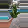 plant/Anthurium Hookerii Variegated-0-thumbnail