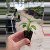 plant/Monstera esqueleto starter plant growers choice-4-thumbnail