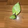 plant/Alocasia Imperial Red-1-thumbnail