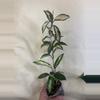 plant/Hoya Crimson princess-0-thumbnail