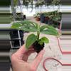 plant/Monstera esqueleto starter plant growers choice-3-thumbnail