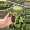 plant/Anthurium dorayaki silver x papillilaminum starter plant growers choice-6-thumbnail
