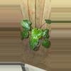 plant/Homalomena Rubescens Splash-0-thumbnail