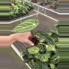 plant/Anthurium dorayaki silver x papillilaminum starter plant growers choice-4-thumbnail