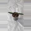 plant/Hoya sulawesiana-0-thumbnail