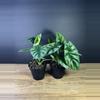 plant/Alocasia Sinuata - Quilted Dreams 4” - grower’s choice-1-thumbnail