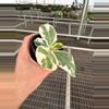 plant/Variegated Fiddle leaf fig “ficus lyrata” 4” pot growers choice-2-thumbnail