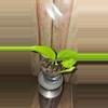 plant/Teruno Champs Elysses Pothos-0-thumbnail