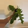 plant/Bob Cee Philodendron-0-thumbnail