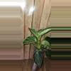 plant/Philodendron Birkin-2-thumbnail
