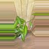 plant/Vanilla Bean Orchid-1-thumbnail