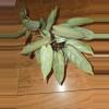 plant/Philodendron Atabapoense-0-thumbnail