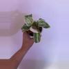 plant/Mutated Birkin Evian-0-thumbnail