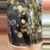 plant/Florida Ghost lightly rooted cutting with new growth-2-thumbnail